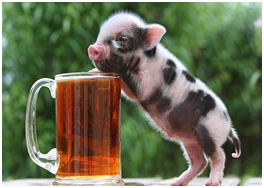 于是我成了明星猪，还给饮料拍广告。   （未完待续……）