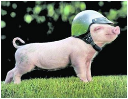 就像主人说的，当上明星之后，我生活水平的确也提高了，赚到了更多的钱，我开始过着大家都羡慕的生活。