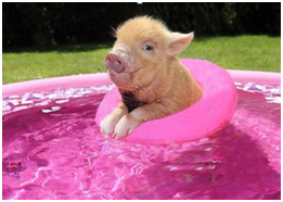 有时候，会游游泳，晒晒太阳，看看风景，惬意的度过休息的下午。