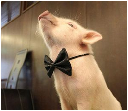 但是她和猪王子还是历经了各种磨难，最后才在一起。