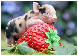 优渥的生活总是需要付出更多，于是第三年我又演了一部电视剧，我演了一个爱吃草莓的猪小妹，她是猪王国的公主。