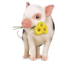 我的这部电视剧很火，所以我也在这一年拿到了小菊花奖，嘉奖我这几年来的成绩。