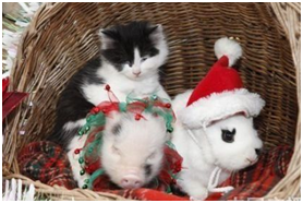 思念在家里和新小伙伴玩耍的猫猫。