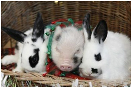 原来这些年他们又多了很多新的伙伴，过着自己的生活，很开心很满足。