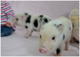 我回到了家，原来兄弟姐妹们都在等着我回家。