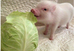 猪小花的明星路（中）