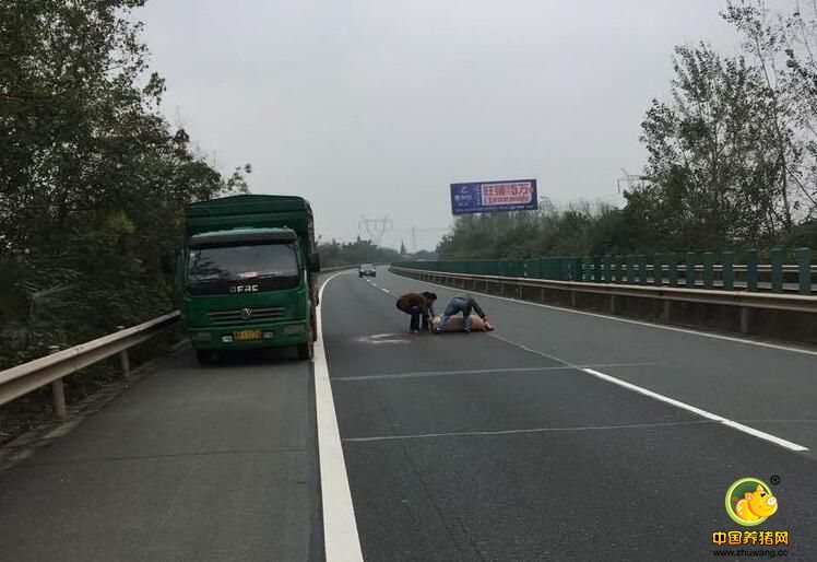 刚好高警仙桃大队民警巡逻至此，赶紧在弯道后方警戒，提醒来车避让，并让大货车上司乘人员将摔伤的猪拖到应急车道。