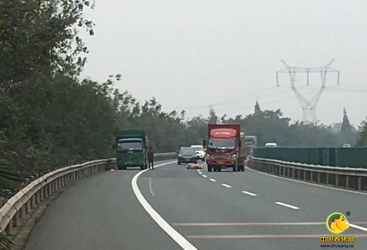 据驾驶员讲，车上全是种猪，由荆门运往武汉，行经此弯道时，车身倾斜了些，一头两百斤的种猪从上隔层一米高的护栏跳了出去摔伤，估计是活不了了，十分可惜。 民警也提醒驾驶员，活禽活畜运输在弯道处注意减速，避免重心倾向一边发生意外。