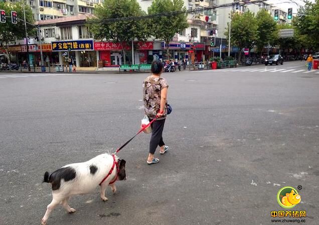 很多路人投以好奇的目光，也引得一些路人拿出手机拍照。