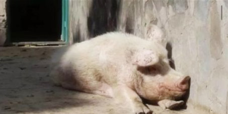 它是阿富汗全国唯一的一头猪,还是当年中国送的