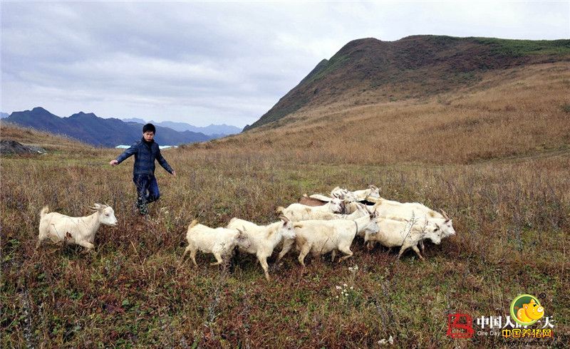 在大巴山里长大的覃沛亮知道，自己家的后山上就有野猪。2008年的冬天，他和堂哥带着老一辈留下来的套野猪的工具上了山。哥俩选好地形放好套子，每天上山查看，一个月后还是一无所获。