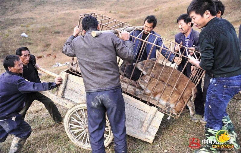 2007年，覃沛亮去广州出差看到有人养野猪，普通猪的价格每斤10元左右，而野电子游艺平台的价格则50元左右。现代人的营养要求高，都希望吃到纯天然无污染的生态肉。他想，自己家乡大巴山就是一个天然氧吧，是个养野猪的绝佳之地。于是覃沛亮产生了回乡养野猪的强烈想法。