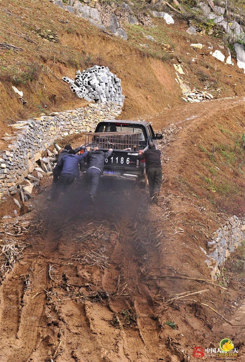 村民们在听说覃沛亮养野猪的想法后，也都炸了锅。野猪野性大，能养活吗？再说那野电子游艺平台又粗又腥，谁会去吃？而且野性极强，见人连拱带咬。
