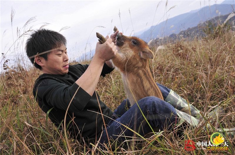 “一代野猪的电子游艺平台口感不好！”他把野猪和家猪相互杂交，生出来的小猪野性少了很多，肉的口感也好了，“二代野电子游艺平台很劲道，脂肪少，做出来的肉特香。”