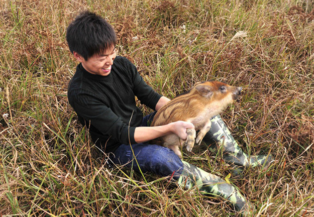 大学生放弃稳定工作 上山养猪