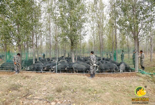 2016年11月8日，郑州，中原首届杀猪菜传承品鉴大会暨散养嵩山橡果黑猪认购大会在登封举行，上千名市民同品杀猪菜。当天，举行的“头猪拍卖”仪式上，面对“最好吃的猪”，各家竞相出价，最终，“头猪”以12.5万元高价拍出。