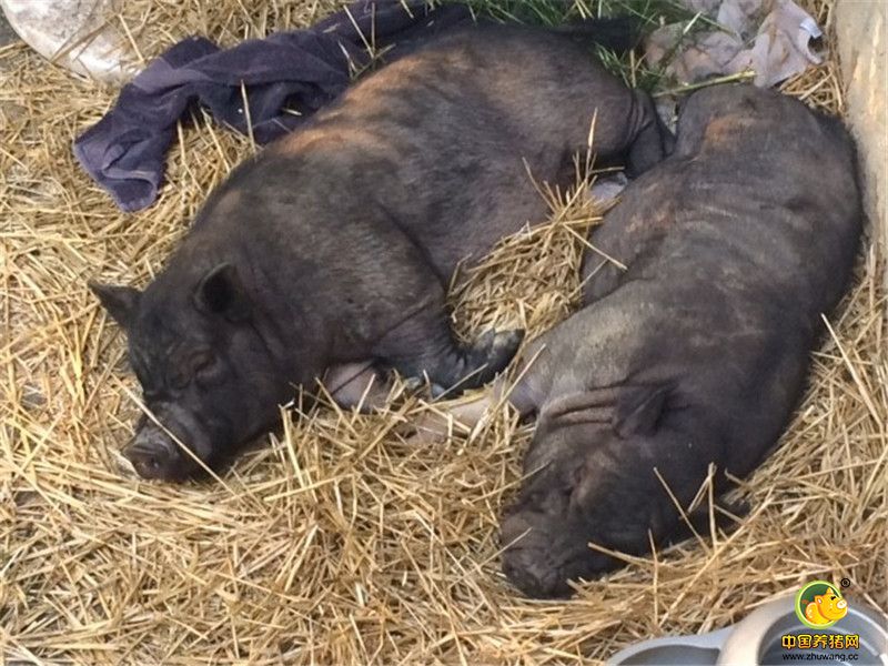 Alesja表示：“我们很爱它们，虽然我们平时很爱动物，但Piggeldy和Kevin在我们的心中占据着特别的位置。”