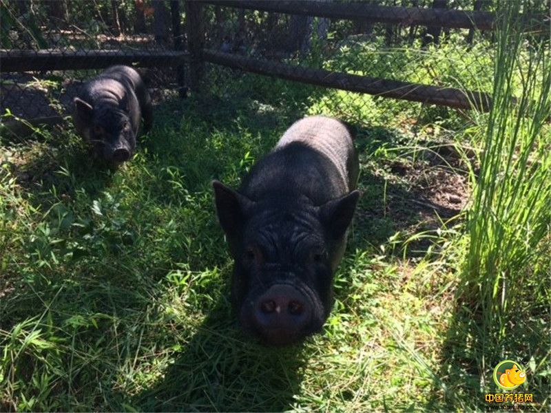 Alesja继续道：“Piggeldy和 Frederick是两兄弟，它们在一起吃，一起睡，反正干什么都待在一起。”