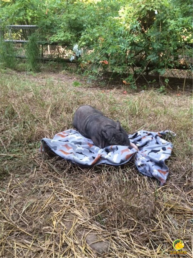 不幸的事情发生了，当Alesja和 Alex带着猪猪们去看兽医接受疫苗和绝育时，Frederick被检查出患有膀胱瘤，因为瘤子实在太大无法手术，很快Frederick就死去了。