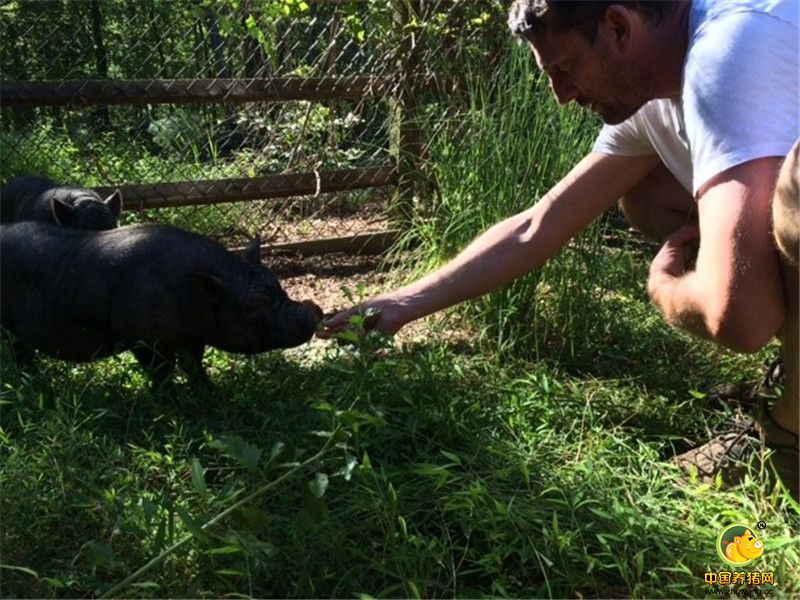 Frederick更加活泼，它愿意我和Alex抚摸它，亲手喂吃的给它。而Piggeldy就相对内向的多，它不喜欢过多的和我们接触。”