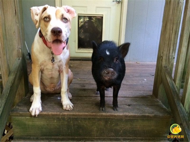 “那会我们突然想到，留下它给它一个家。那会我们家里有很多动物，包括狗狗，鸡，鸭子，孔雀，马，骡子和另外一只叫做Kevin的猪。