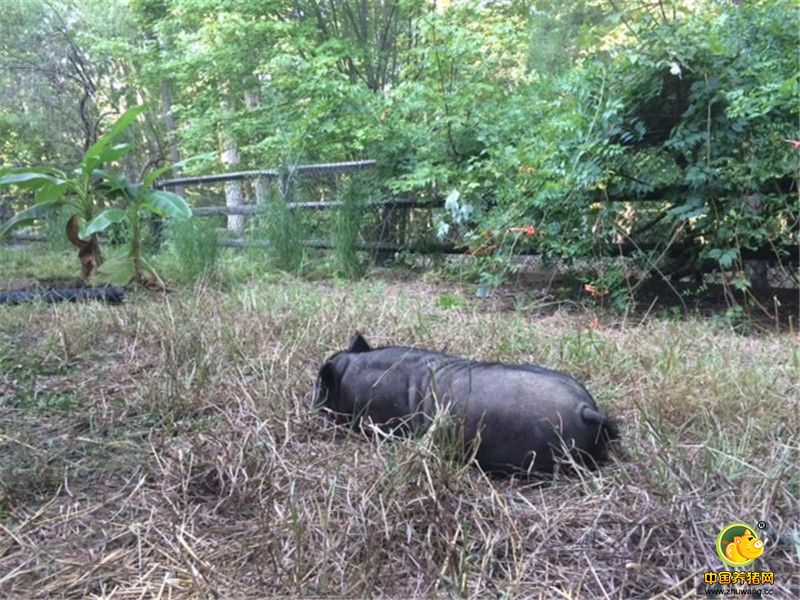 这对Piggeldy来说根本没法接受，“ Piggeldy 回到家后就到处寻找自己的兄弟，后来它明白它已经是孑身一人，很快悲伤的情绪就笼罩着它。除了吃早饭和晚饭，它就那样趴着，眼睛直勾勾地盯着某处发呆。”