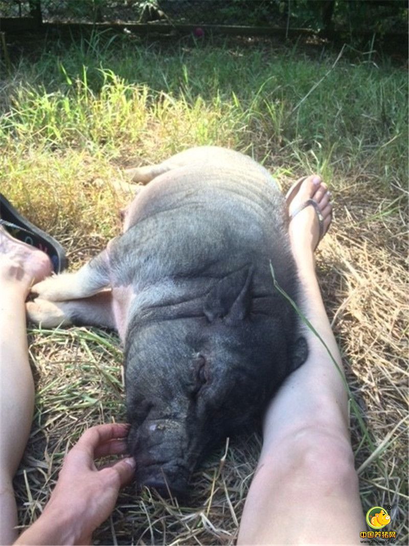 Alesja透露：“我们要帮它从伤心中走出来，于是我们尽可能多的陪伴着它，我当时躺在干草上，就在它的身边，边抚摸着它的肚子，边和它说话，它也会用‘咕噜’声回应我。一周后，Piggeldy振作起来，在看到我们的时候，它开始兴奋了。