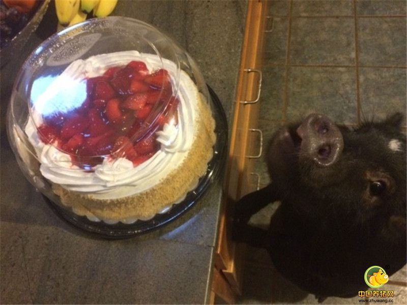 Alesja说：“Kevin是一只被原先主人宠坏的猪，它有些霸道很任性。原先的家庭因为觉得它长的实在太大了而最终放弃了它。”