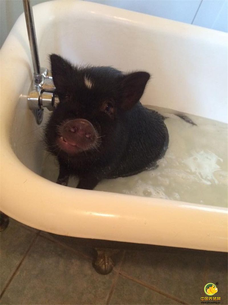 “Kevin在我家生活的很随意，当时作为养在内室里的唯一一只猪，Kevin霸道地想‘统治’整个农场，它睡在沙发上，做任何想做的事情，如果得不到满足，它还会抗议。平时它还会自己开抽屉，钻进食品储物室或者是马饲料堆中。”