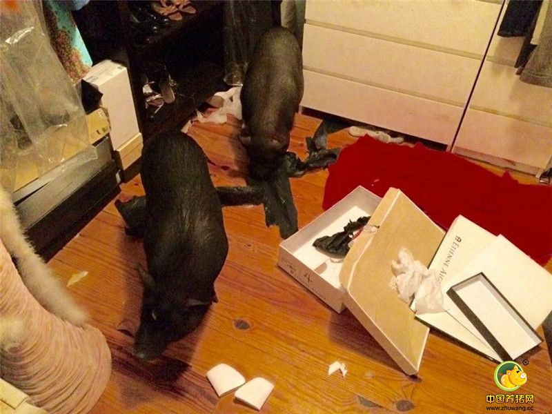 “两只猪都特别爱“翻衣柜”，我开玩笑说它们是想臭美。其实它们对于鞋子没什么兴趣，它们更多的是玩包装纸和盒子。说来也奇怪，它们只对我的东西感兴趣，却从来不碰我老公的。”