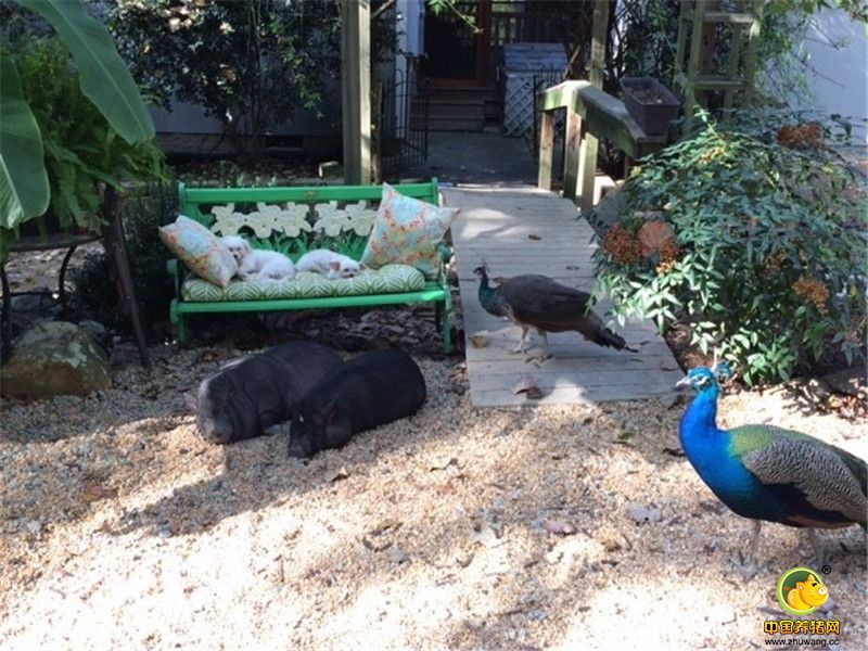 “有一天，我们怎么都找不到Piggeldy，后来在Kevin的沙发的另一端，我们发现了它。看得出来，Piggeldy从Kevin身上学习如何做一只室内的猪。”