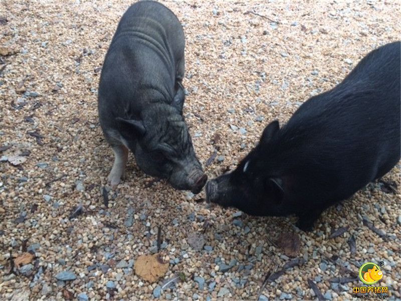 所幸Kevin的这种个性没有影响到它和Piggeldy之间的友情，“两只猪迅速地打的火热，Piggeldy总是跟在Kevin的身后，跟着它一起巡视农场。”