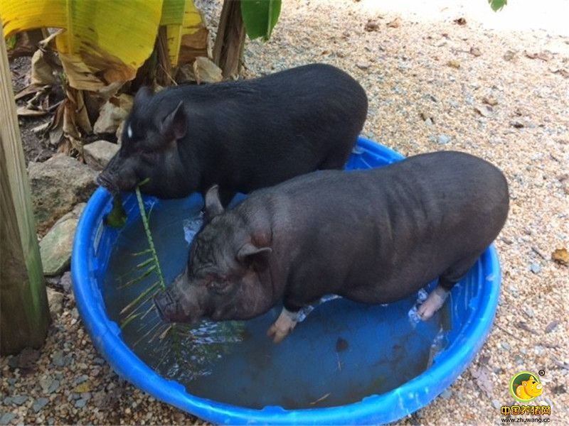 “两只猪在户外也是形影不离的，它们一起吃树上掉下来的果子，一起在树枝上蹭来解痒。”