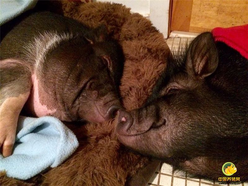 “Piggeldy的加入，让我们这个家更加的和谐，Kevin以前从不和狗狗分享它的沙发和浴盆，现在这些它都和Piggeldy一起享用。两只猪好的不要不要的，每天一起面对面躺着呼呼大睡，看得出它们生活的很开心。”