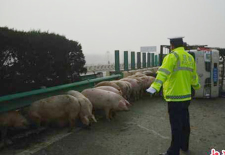 货车爆胎侧翻“二师兄”溜高速 交警当“赶猪倌”