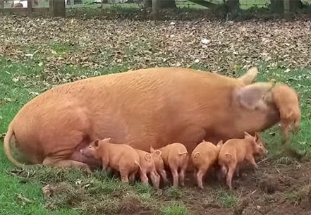 不是亲生的！猪妈将淘气吃奶小猪一头顶飞