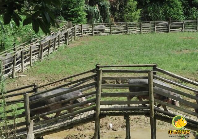 人们对食品品质要求不断提高，而也提出人道对待动物的呼声，生态养猪在各地兴起，有的生态养电子游艺网站甚至给猪制定了科学的养生之道。