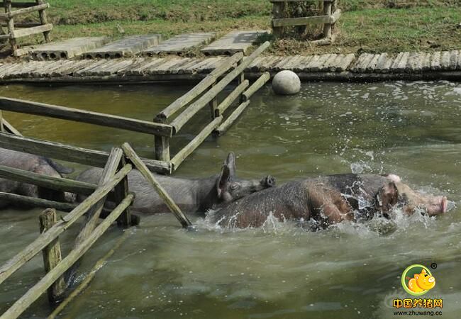 尽量满足猪自由活动的私猪空间，还给猪提供丰富的生活设施。生态养电子游艺网站里的猪可以散步，也可以游泳，似乎只要是猪想做的都可以满足。
