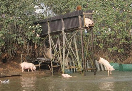 大叔每天逼猪“自杀” 用以换来三倍高价出售