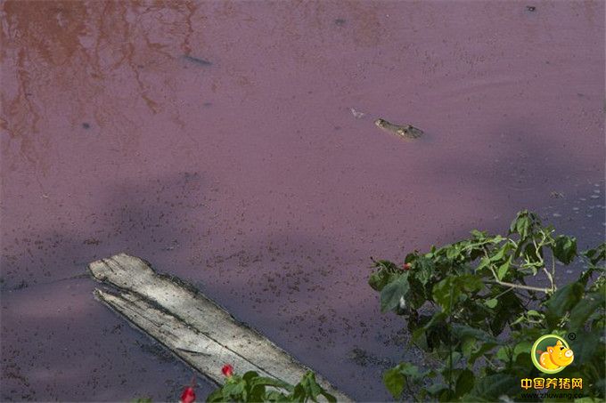 除此之外，“血湖”还为蚊子的繁殖提供了温床。蚊子成群笼罩在湖面上，像黑色斑点一样，湖边500米范围内的任何薄皮生物都会被咬，咬伤会持续数周。这些蚊子可能带来的登革热、疟疾和寨卡病毒无时无刻不威胁着当地居民。
