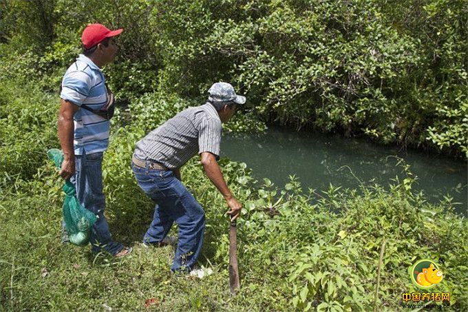 深受此困扰的居民想搬走，但除了那里无处可去，他们住的是贫民窟，因为这片土地没有人要，他们才未经政府许可在此建房子。屠宰场的工作人员拒绝对其处置不当的生物垃圾对环境造成的损害发表意见。