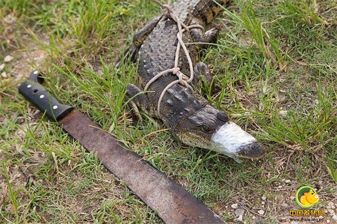 图为被“血湖”引来的鳄鱼。