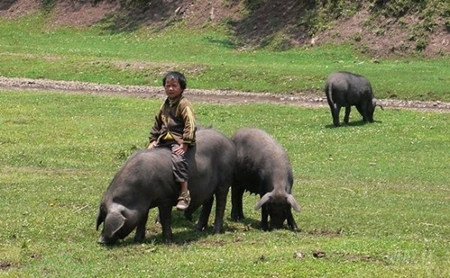 赫章可乐猪：传统产业闯出新路子