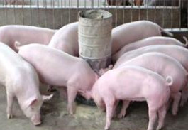 饲料企业说成本压力大，于是饲料涨价了……快来看看涨了多少