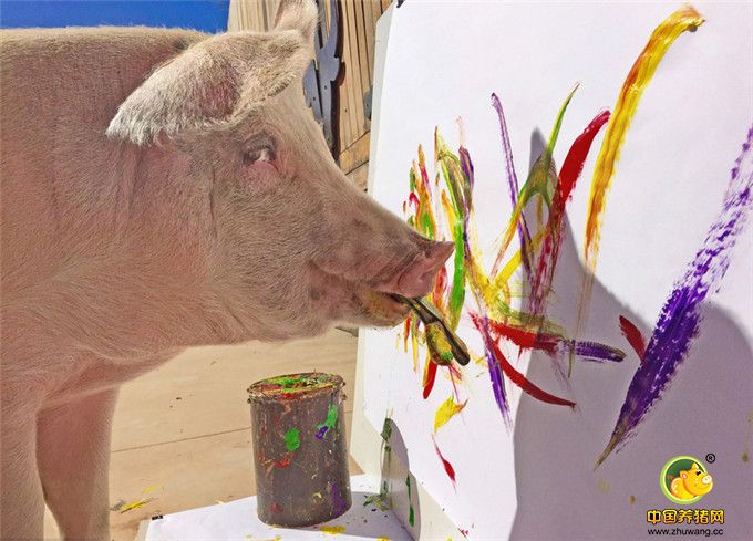 2016年11月24日报道，南非一头小猪被主人从屠宰场救了出来，现在竟然成了一名艺术家。这只毕加索小猪被认为是世界上唯一一只会画画的猪。它总是拿着画笔，花费它大部分的时间在海边沙滩进行绘画创作。主人乔安妮(Joanne Lefson)将它从南非的一个猪农场救了出来，那时它才4周大。看着毕加索住在污秽的环境中，乔安妮心生怜悯，于是将它救了出来，从而也避免了其沦为熏肉。