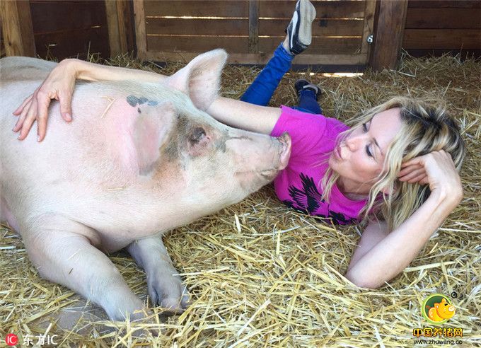 2016年11月24日报道，南非一头小猪被主人从屠宰场救了出来，现在竟然成了一名艺术家。这只毕加索小猪被认为是世界上唯一一只会画画的猪。它总是拿着画笔，花费它大部分的时间在海边沙滩进行绘画创作。主人乔安妮(Joanne Lefson)将它从南非的一个猪农场救了出来，那时它才4周大。看着毕加索住在污秽的环境中，乔安妮心生怜悯，于是将它救了出来，从而也避免了其沦为熏肉。