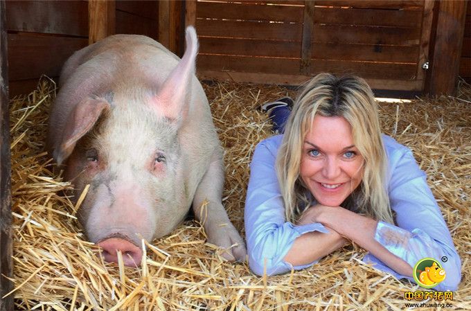 2016年11月24日报道，南非一头小猪被主人从屠宰场救了出来，现在竟然成了一名艺术家。这只毕加索小猪被认为是世界上唯一一只会画画的猪。它总是拿着画笔，花费它大部分的时间在海边沙滩进行绘画创作。主人乔安妮(Joanne Lefson)将它从南非的一个猪农场救了出来，那时它才4周大。看着毕加索住在污秽的环境中，乔安妮心生怜悯，于是将它救了出来，从而也避免了其沦为熏肉。