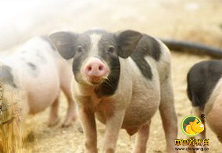 饲料价格上调！养猪利润减小了！