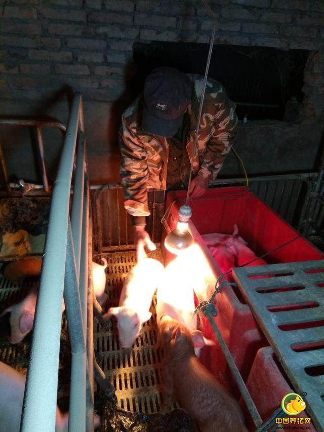 再精心的照料也难免会出现点意外，这个小猪娃，被老母猪踩着了，好像受伤了，老爹每天伺候它吃伺候它喝，就希望它能快点好起来