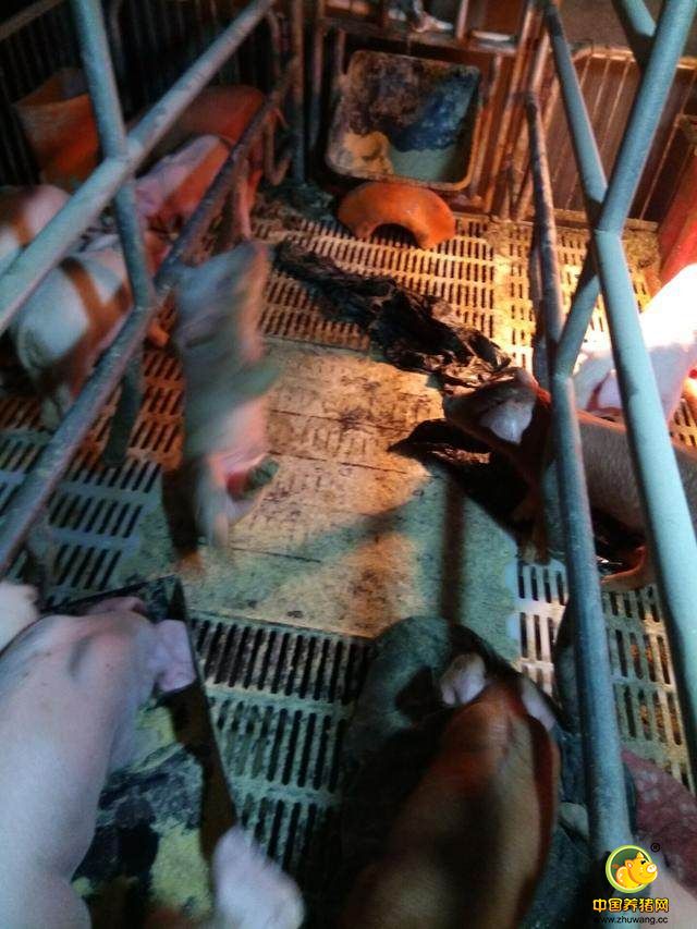 站不稳了，好像是被踩着脑袋了，可怜的小猪娃